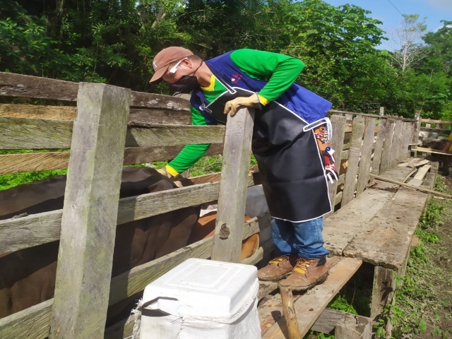 En 34 días se han inmunizado contra aftosa 18,5 millones de bovinos y bufalinos en Colombia