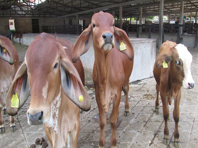 El ICA refuerza actividades de control  contra la rabia bovina 