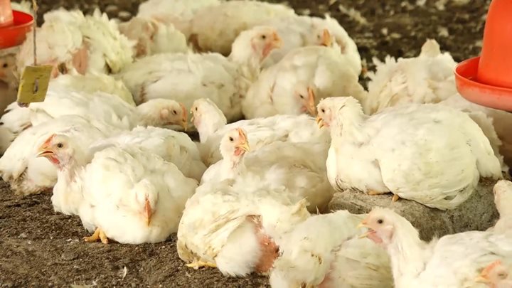 Criadero-de-pollo_1.jpg Criadero-de-pollo_1.jpg
