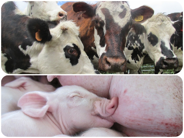 Curso virtual “Un acercamiento al bienestar animal en la producción de bovinos y porcinos” 