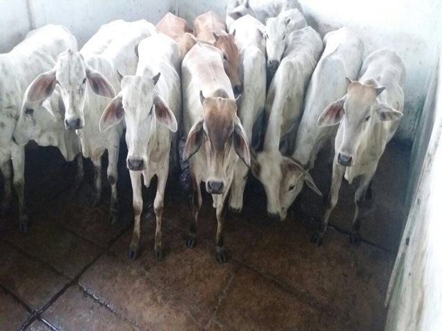 Autoridades del Cesar se reúnen para combatir la movilización de animales de contrabando