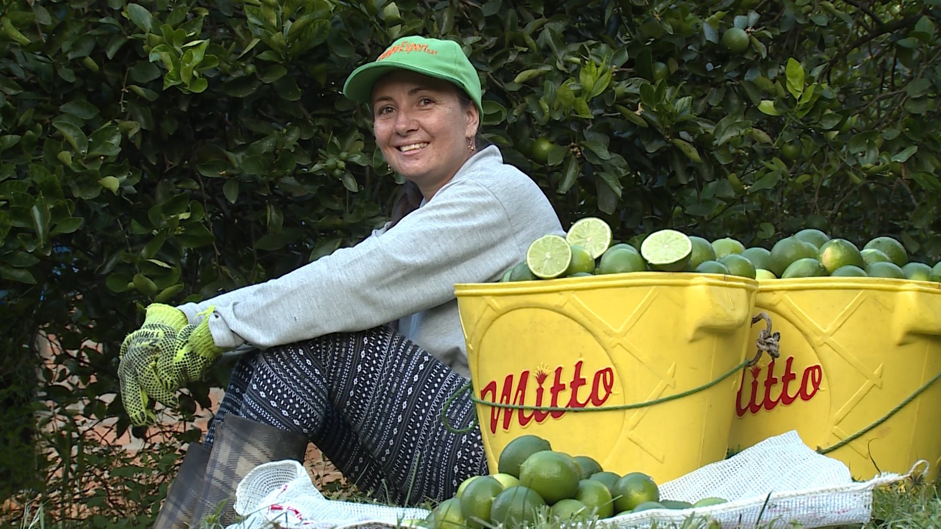 Mujer rural cultivo de limón Santander