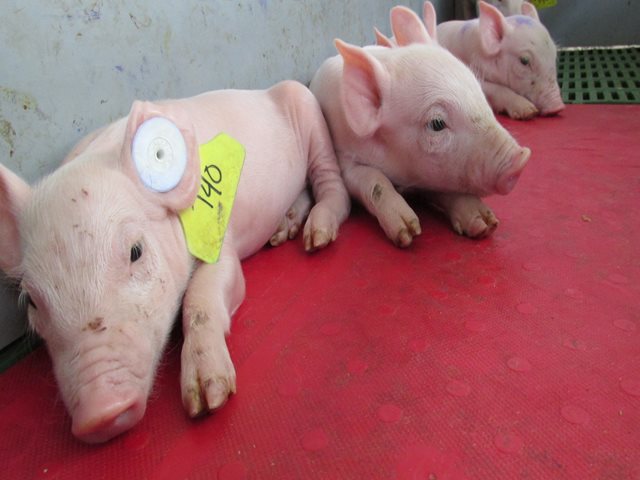 El ICA, comprometido con la erradicación de la peste porcina clásica en el Cesar