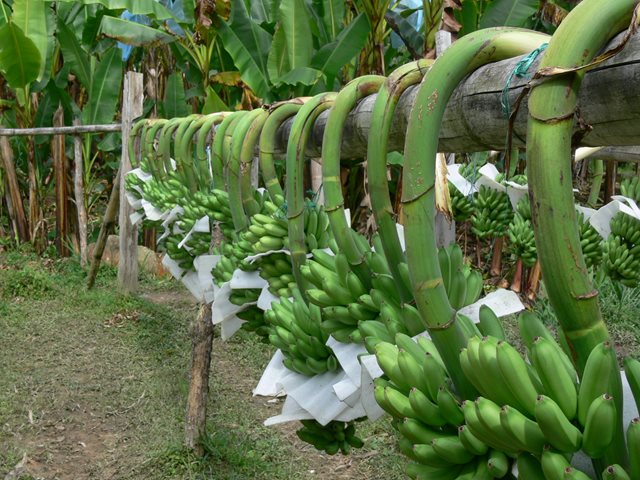 El ICA realiza permanente monitoreo de la enfermedad moko del plátano en el Huila 