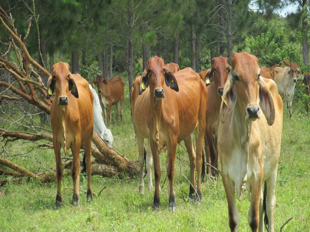 El ICA y organismos de la salud humana y animal en el mundo, unidos contra la rabia