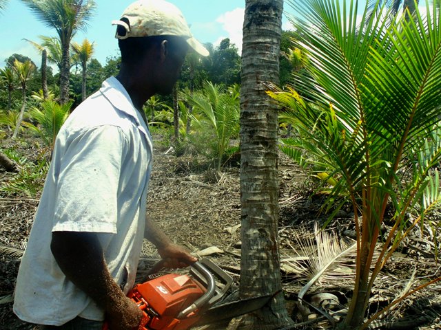 El ICA destaca exitoso avance en la erradicación de  palmas de coco  afectadas  por el complejo anillo rojo y porroca  en Tumaco