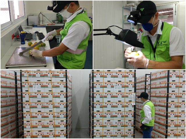 Inspección de cargamento de cítricos dulces