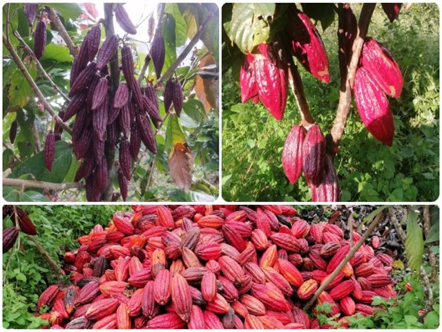 El ICA realizó vigilancia fitosanitaria a cultivos de cacao en Santander 