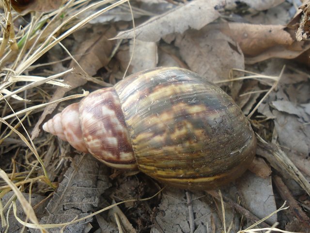 El caracol gigante africano, una plaga que amenaza la producción agrícola nacional”: ICA