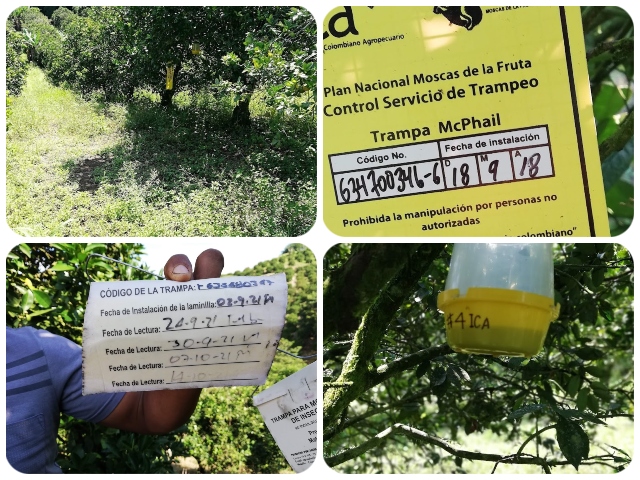 En Quindío, el ICA hace seguimiento a los predios productores de cítricos dulces