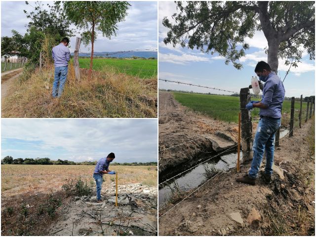 El ICA continúa fortaleciendo la producción algodonera del Tolima