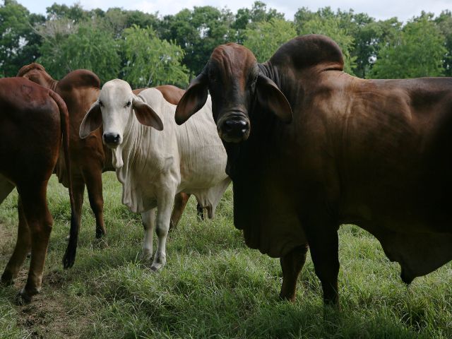 Curso virtual para implementadores de buenas prácticas ganaderas en carne 