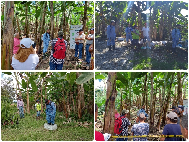 Brigada fitosanitaria en cultivos de plátano en municipios del Quindío