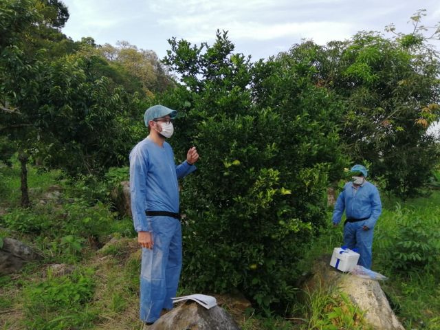 Brigada fitosanitaria en el Tolima