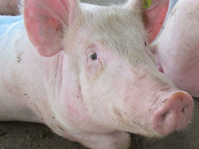 El ICA y Porkcolombia adelantan acciones para el control y erradicación de la Peste Porcina Clásica 