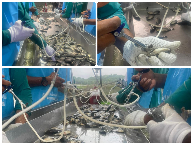 ICA-vacunacion-peces-2.jpg