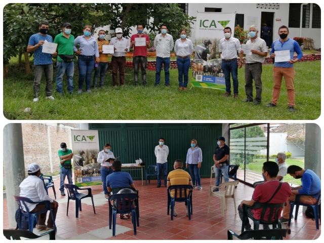 Productores de plátano y aguacate Hass del Huila se certificaron en buenas prácticas agrícolas