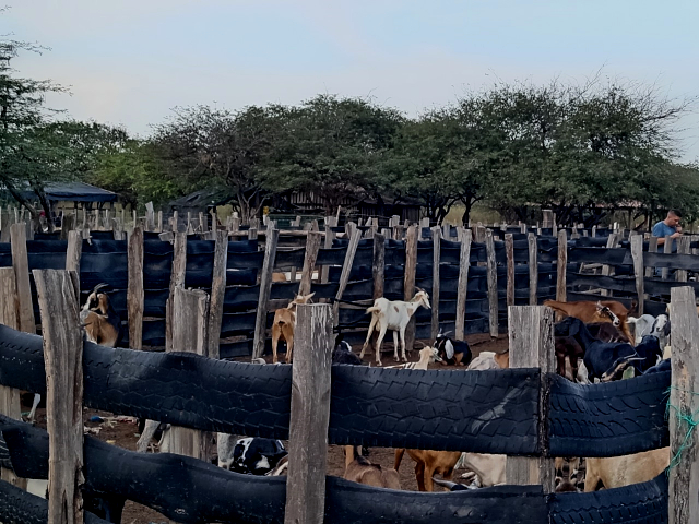 El ICA visitó comunidades indígenas de Uribía, en La Guajira, para realizar el registro sanitario de predios pecuarios 