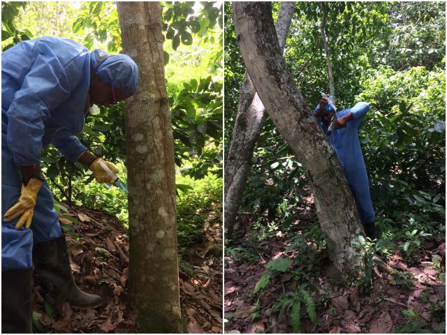 El ICA inspeccionó plantaciones de aguacate criollo, en Sucre.