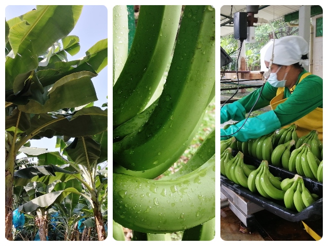 Nuevo convenio ICA - Augura para proteger la producción bananera, las exportaciones y el empleo en el campo