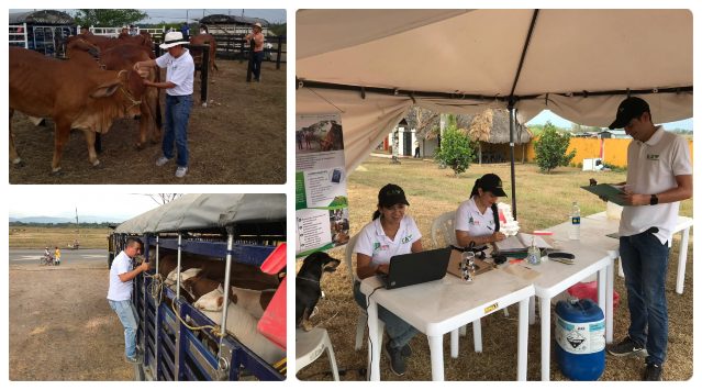 collage-fotos-ICA-feria-agricola-orinoquia-meta.jpg
