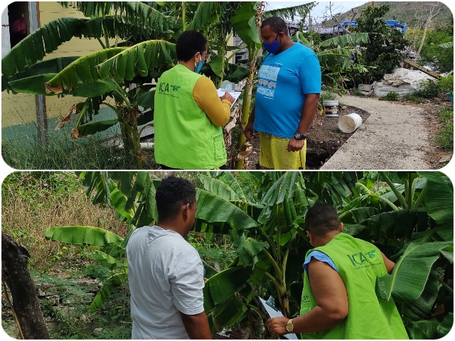 El ICA Monitorea Permanente los cultivos de Plátano y Banano en San Andrés, Providencia y Santa Catalina