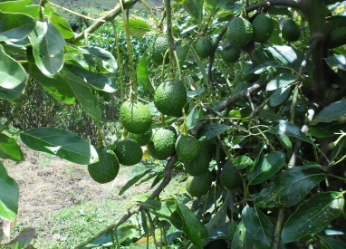 El Carmen de Atrato avanza en la certificación en BPA y registro de predios para la exportación de aguacate Hass