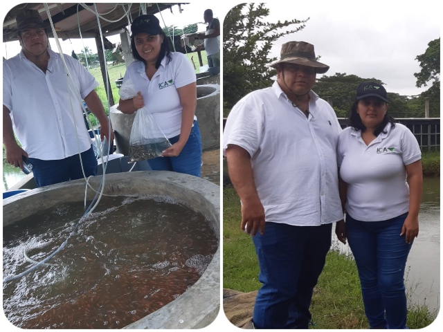 Productores acuícolas de Bolívar cumplen con la normatividad del ICA 