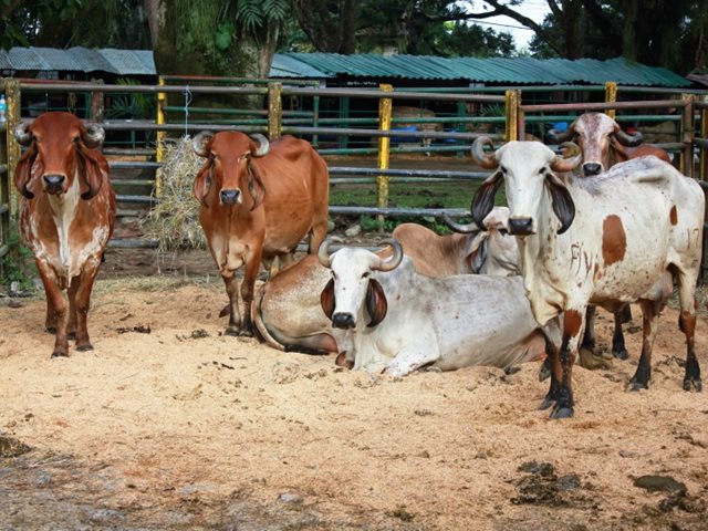 Curazao reabre mercado para la carne bovina colombiana