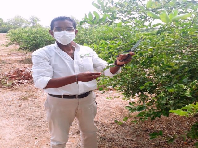 Inspección y vigilancia a predios de cítricos en Sucre.