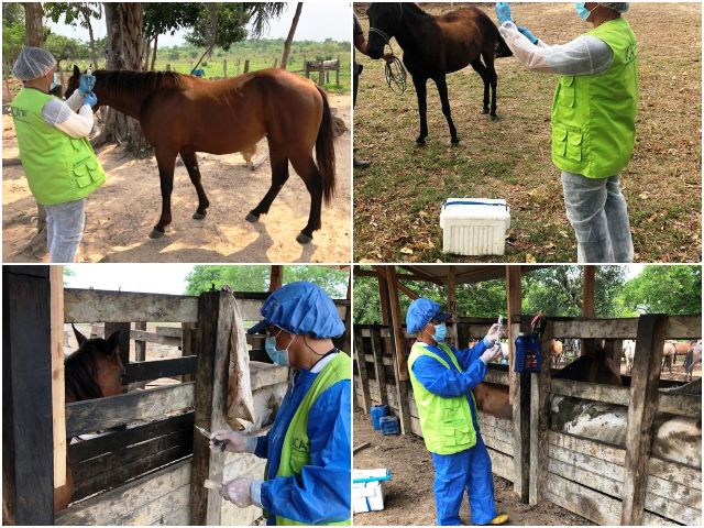 Con jornadas de vacunación del ICA, “galopa” la buena salud equina en Arauca