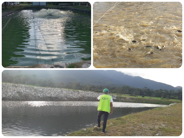 Continúan las visitas de inspección a predios acuícolas de Arauca que aún no cuentan con certificación 