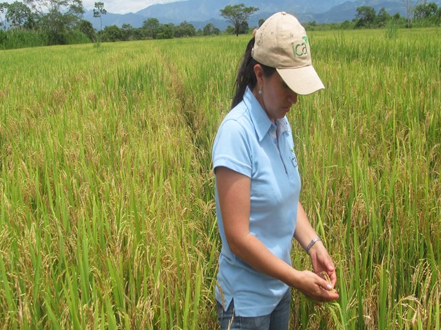 El ICA socializa en el Tolima proyecto de resolución que reglamentará la producción y comercialización de semillas en Colombia