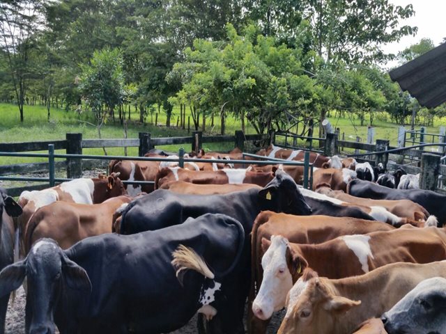 El departamento del Meta le cumple a la sanidad e inocuidad de los animales destinados al consumo humano