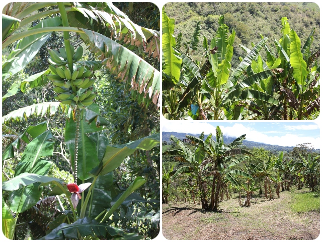 El ICA continúa trabajando para la protección sanitaria del banano en el Huila 