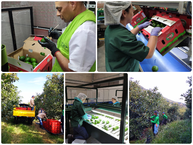 Predios productores y planta empacadora.