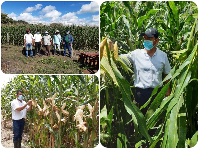 Vigilancia y control cultivo de maíz