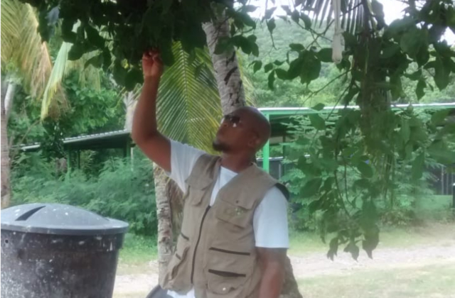 El ICA monitorea cultivos de frutales en las Islas de Providencia y Santa Catalina