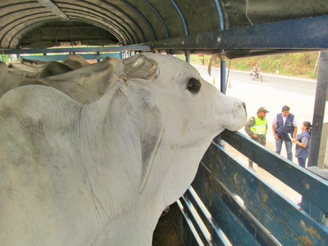 Por no contar con la guía de movilización interna de animales, el ICA ordenó el sacrificio de 6 bovinos en Pacho, Cundinamarca 