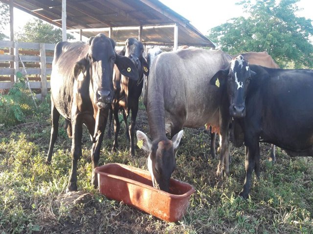 Cerca de 205 mil bovinos identificados en el departamento del Meta
