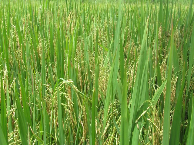 Huila, próximo destino en donde se socializará el proyecto de resolución sobre la producción y comercialización de semillas en Colombia
