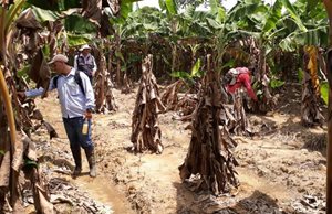 Funcionarios-de-ICA-realizan-control-a-la-enfermedad-del-moko-en-los-cultivos-de-platano-del-Meta-2.jpg