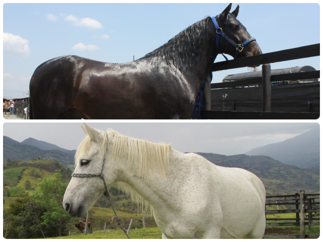 Se evaluará el bienestar animal de los équidos en Colombia