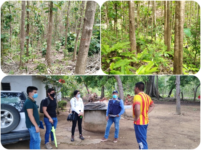 El ICA trabaja por la sanidad forestal y la legalidad de los cultivos forestales en Sucre 