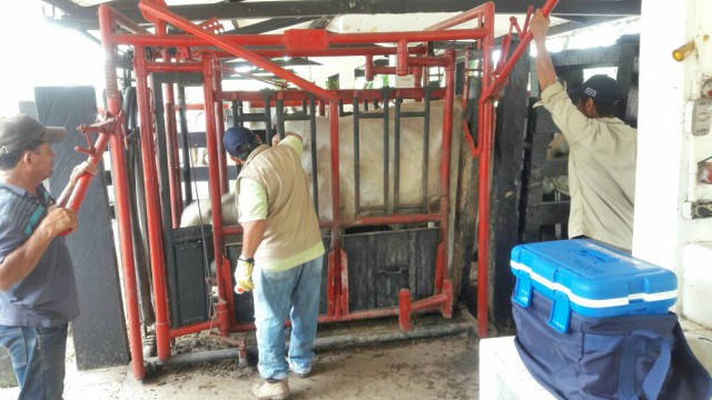 El departamento del Meta vacunó 1.927.356 animales contra fiebre aftosa y brucelosis bovina 