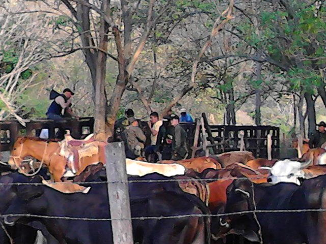 El ICA dispuso el sacrificio de animales de contrabando 