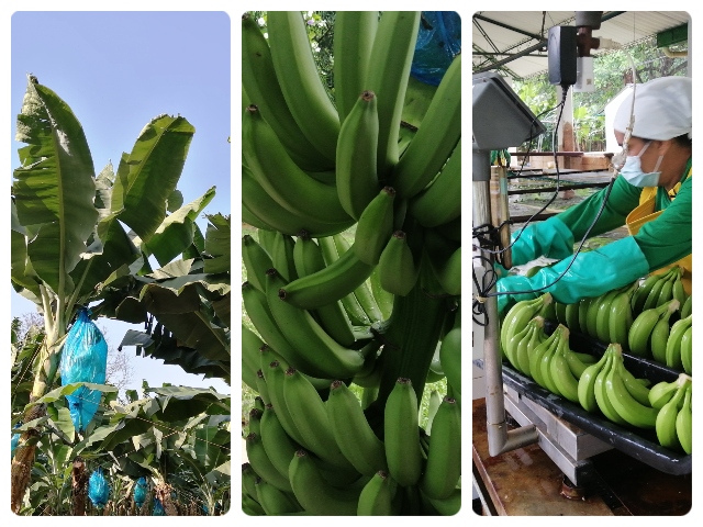 Predios productores de banano. 