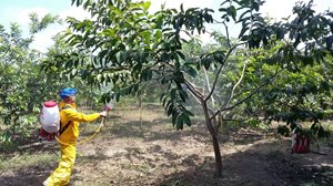 Mota-Guayaba-Atlantico-1.jpg Mota-Guayaba-Atlantico-1.jpg