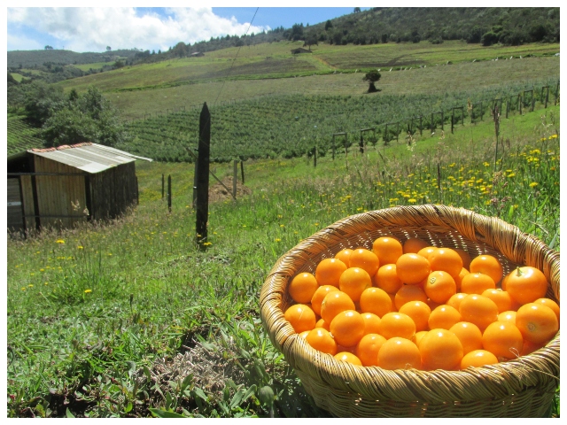 Frutas colombianas.  