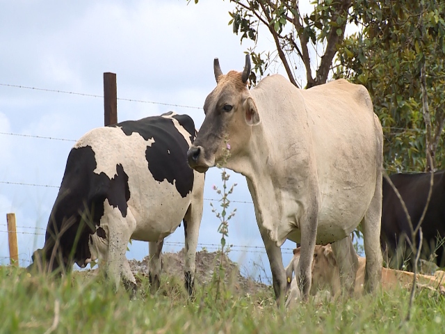 El mercado paraguayo autorizó la exportación de mucosas bovinas colombianas con fines farmacéuticos 